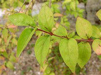 Абелиофиллум двурядный, белая форзиция – Abeliophyllum distichum Nak.