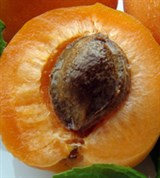 Абрикос (плод в разрезе)