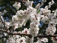 Абрикос обыкновенный – Armeniaca vulgaris Lam. (1)