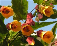 Абутилон (цветки)