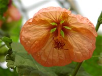 Абутилон гибридный – Abutilon x hybridum hort.