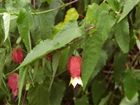 Абутилон мегапотамский – Abutilon megapotamicum (Spreng.) St.-Hil. Naudin.