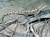 Австралийская агама (Amphibolurus muricatus)