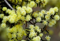 Австралийская акация (соцветия)