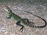 Австралийская водяная агама (Physignathus lesueurii howitii)