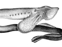 Австралийская минога (рисунок)