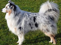 Австралийская овчарка (голубой окрас)