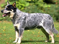 Австралийская пастушья собака (экстерьер)