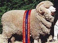 Австралийский Меринос (чемпион)