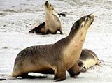 Австралийский морской лев (Neophoca cinerea)