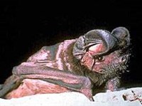 Австралийский складчатогуб (Tadarida australis)