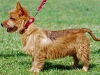 Австралийский терьер (рыжеватый окрас)