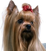 Австралийский шелковистый терьер (фотография)