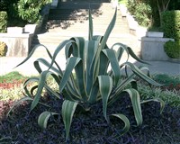 Агава (в парке)