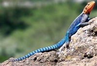 Агама колонистов (Накуру)