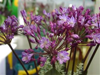 Агапантус колокольчатый – Agapanthus campanulatus F.M.Leighton.