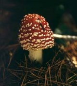Агариковые (мухомор)