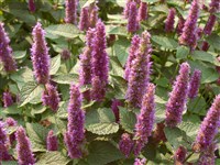 Агасташ крапиволистный – Agastache urticifolia (Benth) Kuntze.