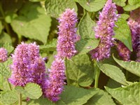 Агасташ мексиканский – Agastache mexicana (Kunth) Link & Epling.