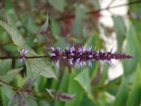 Агасташ морщинистый – Agastache rugosa (Fisch. & Mey) Kuntze.
