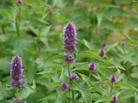 Агасташ фенхелевый, анисовый – Agastache foeniculum (Pursh) Kuntze.