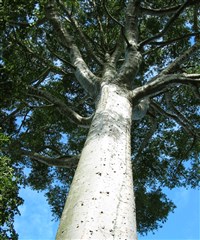 Агатис (Agathis robusta)