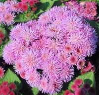 Агератум Гаустона (Розовый шар)