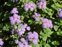 Агератум Хоустона, мексиканский – Ageratum houstonianum Mill.