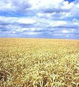 Агробиоценоз