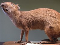 Агути (чучело)