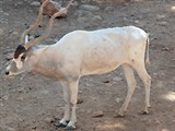 Аддакс (вид слева)