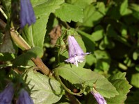 Аденофора Буллейя – Adenophora bulleyana Diels.