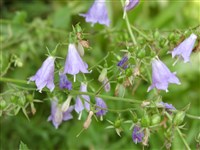 Аденофора болотная – Adenophora palustris Komar.