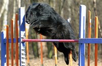 Аджилити (грюнендаль)