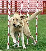 Аджилити (лабрадор-ретривер)