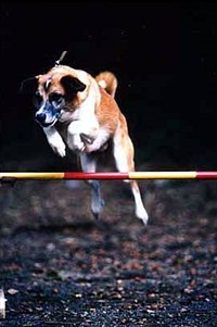 Аджилити [спорт]