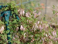 Адлумия губчатая – Adlumia fungosa (Ait.) Greene ex BSP. (1)