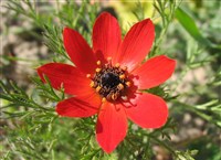 Адонис (Adonis annua)