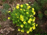 Адонис весенний – Adonis vernalis L. (1)