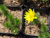 Адонис волжский – Adonis wolgensis Steven in DC.