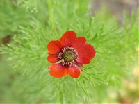 Адонис однолетний, осенний, «фазаний глаз» – Adonis annua L.