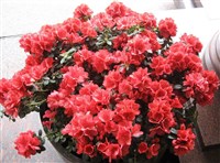 Азалия (цветки)