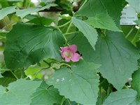 Азарина краснеющая – Asarina erubescens (D.Don.) Penn.