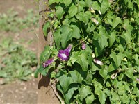 Азарина лазящая – Asarina scandens (Cav.) Penn.