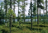 Азас (заболоченная тайга)