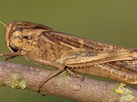 Азиатская саранча (вид слева)