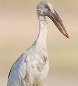 Азиатский аист-разиня (Таиланд)