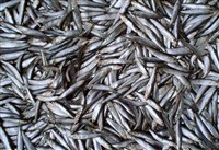 Азовская Хамса (улов)