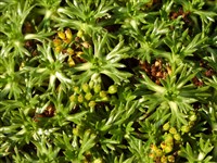 Азорелла трехвильчатая – Azorella trifurcata L.