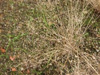 Аира гвоздичная – Aira caryophyllea L.